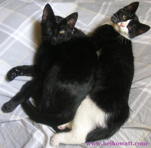 two black kitty