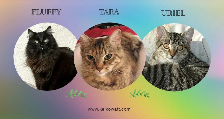 black, brown and gray tabby cats in circles 